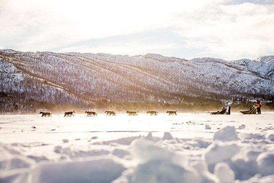 Geilo Dogsledding