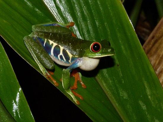 Frog's Paradise