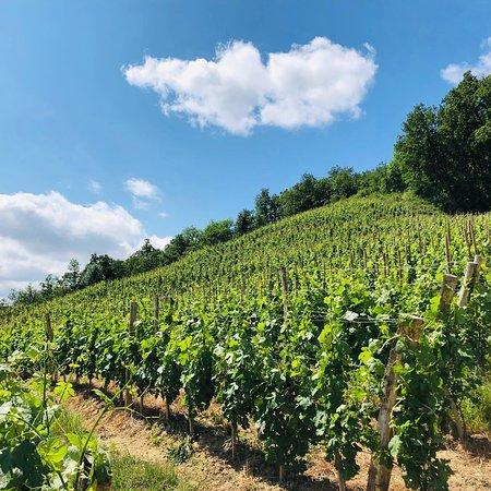 Domaine Pascal MARTHOURET