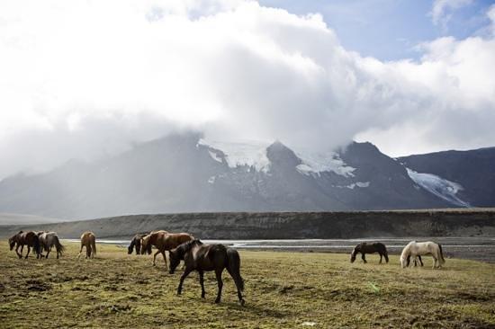 Eldhestar Volcano Horses