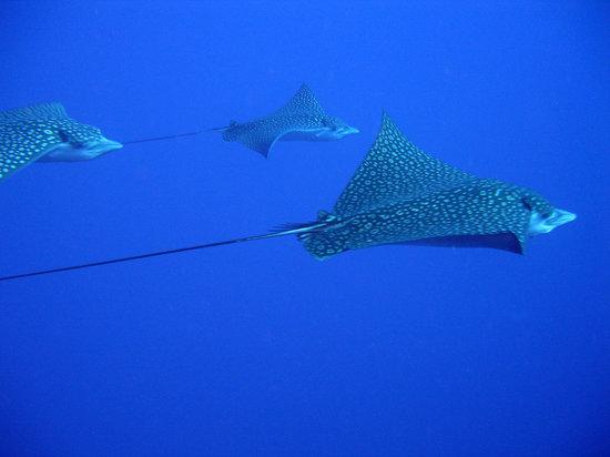 Absolute Divers