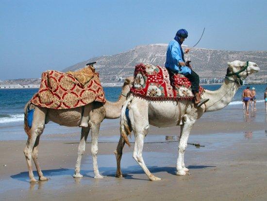 Agadir Camel Rides