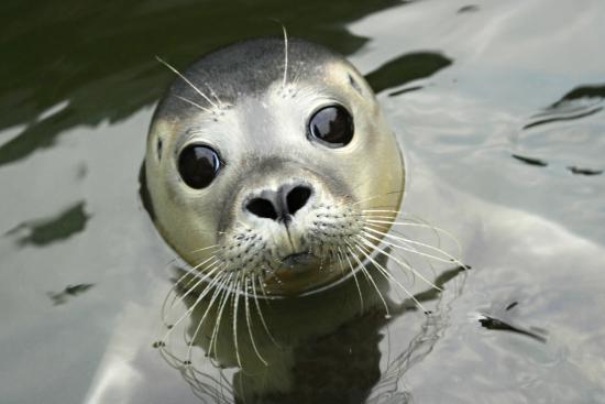 Scottish SEA LIFE Sanctuary