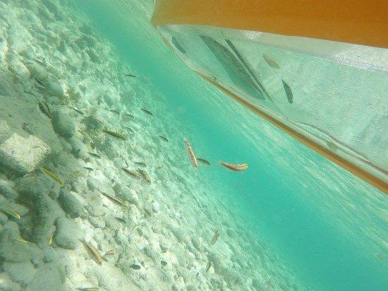Clear Kayak Aruba