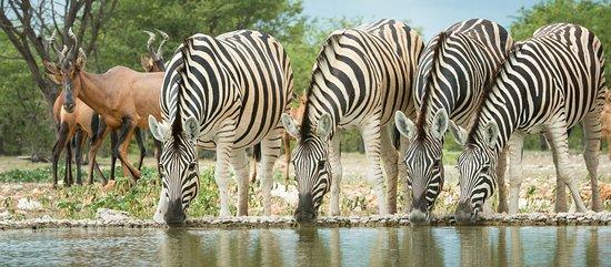 Watoto Wa Bingwa Safaris & Tours