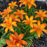 Buffalo Wild Wings Grill & Bar