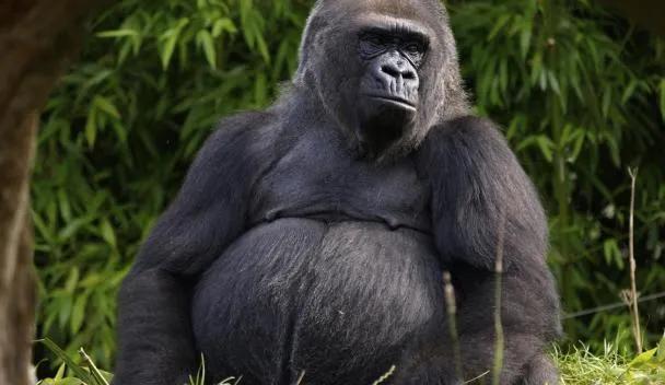 Durrell Wildlife Park
