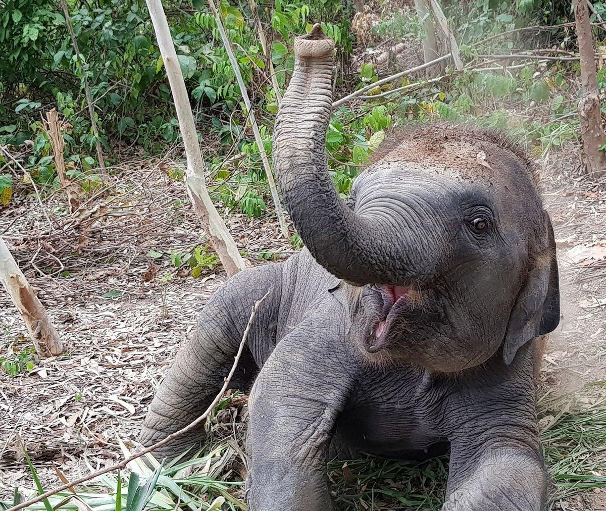 Elephant Jungle Sanctuary Pattaya