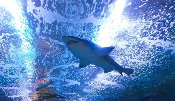 Aquarium de Saint-Sébastien