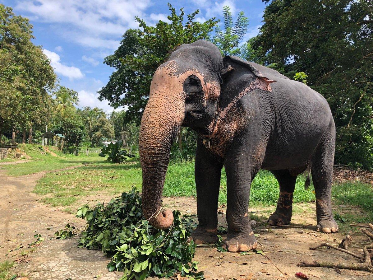 Millennium Elephant Foundation