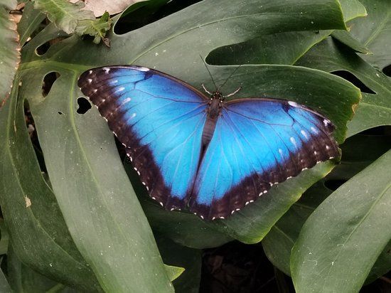 Mariposas de Mindo