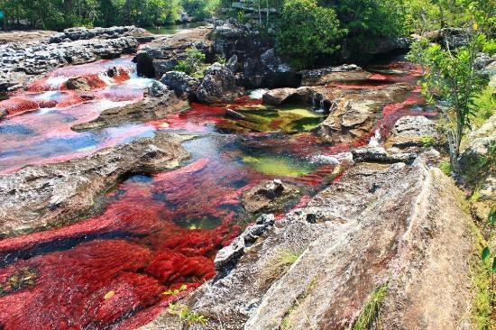 Caño Cristales