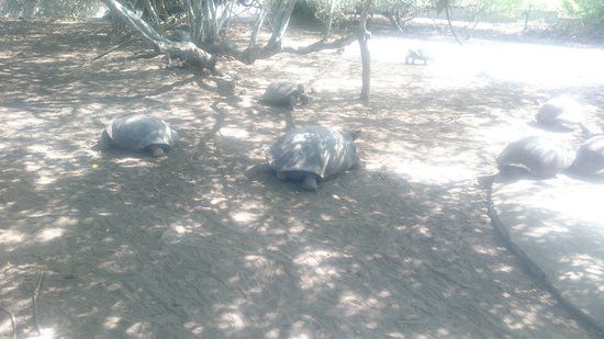 el Centro de Crianza Arnaldo Tupiza