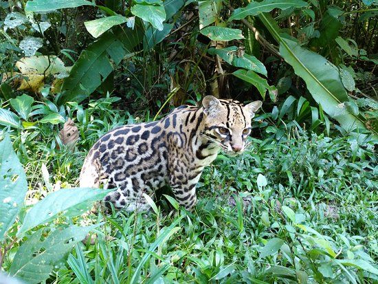 Amazoonico Animal Rescue Centre