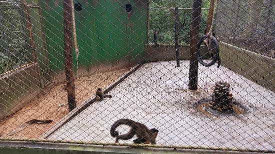 Zoologico Municipal de Cascavel