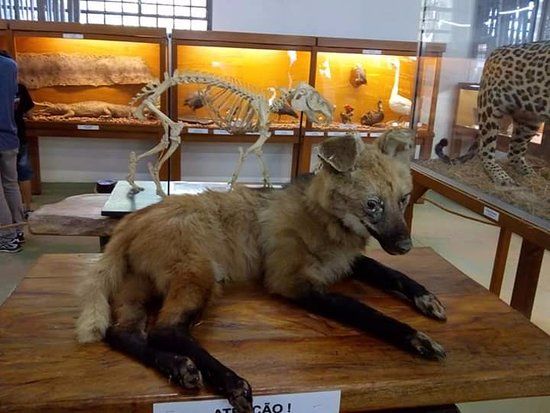 Museu Natural de Ciência