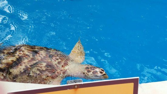 Museu ao Ceu Aberto da Tartaruga Marinha