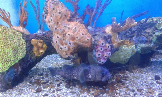 Parque Marino Valdivia