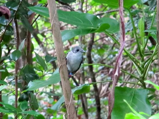 Takitumu Conservation Area