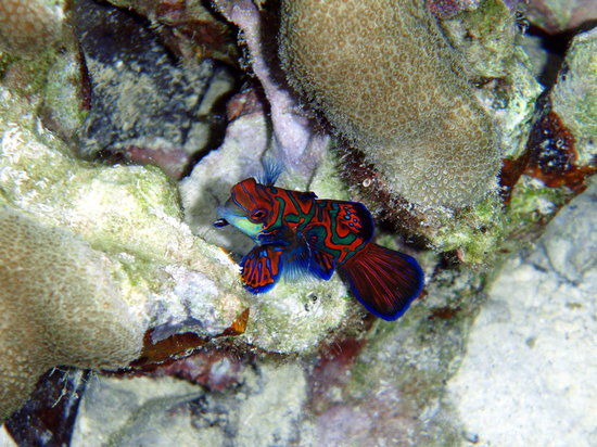 Mandarin Fish Lake