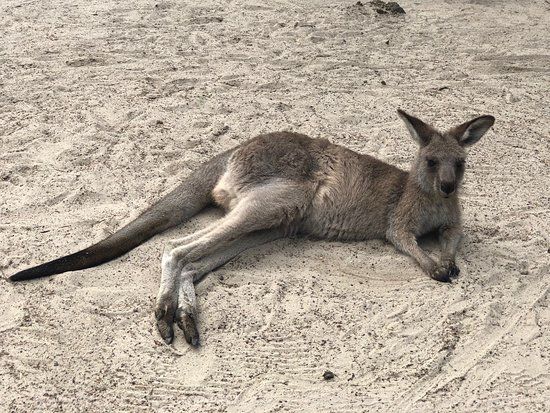 Australia Walkabout Wildlife Park