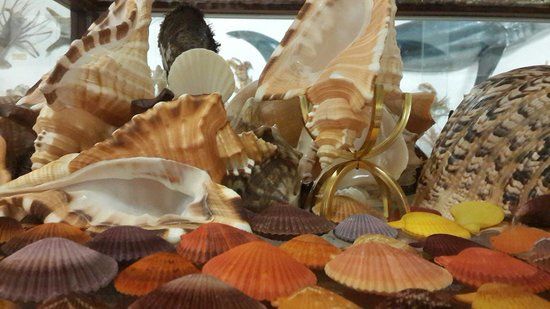 Bellview Shell Collection
