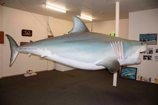 Great White Shark Replica