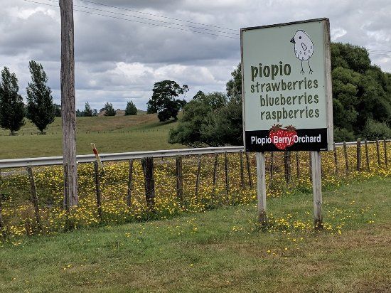 Piopio Berry Orchard