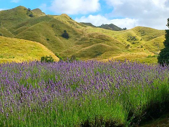 Lauren's Lavender Farm