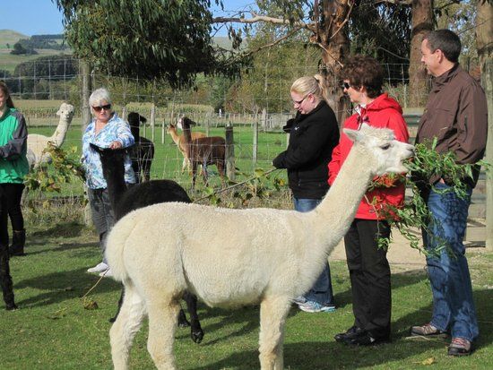 The Alpaca Place
