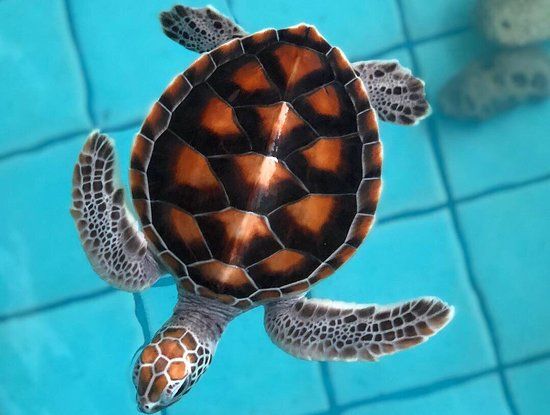 Sea Turtle Conservation Center