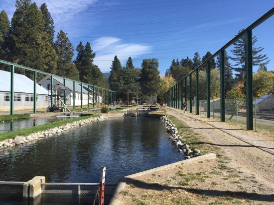 Mount Shasta Fish Hatchery