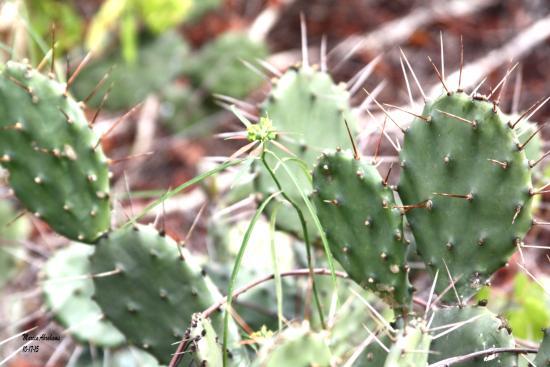 Seacrest Scrub Natural Area