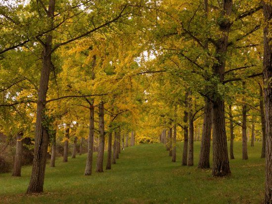 State Arboretum of Virginia