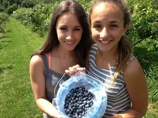 Ingalls Blueberry Hill