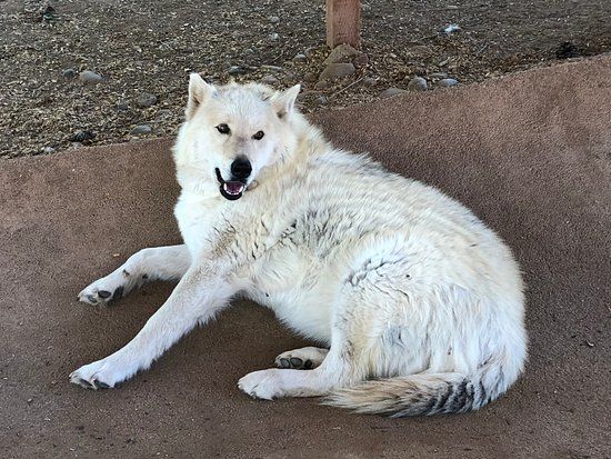 Medicine Wheel Lodge Spiritual Day Lodge & Wolf Sanctuary