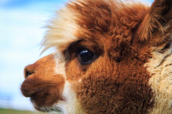 Serano Alpacas & Yarns