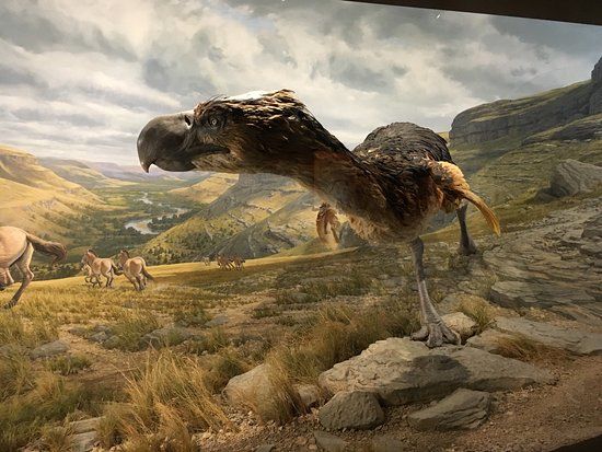 Ancient Ozarks Natural History Museum