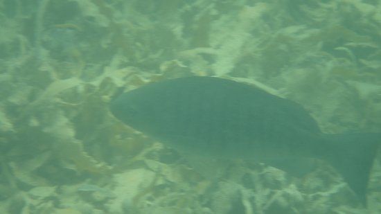 Whangarei Harbour Marine Reserve