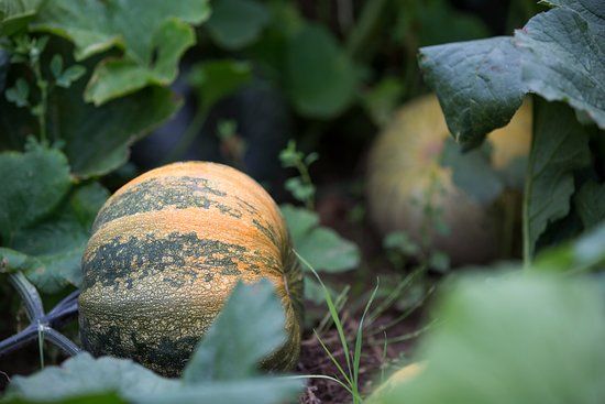 Pumpkin Seeds Australia