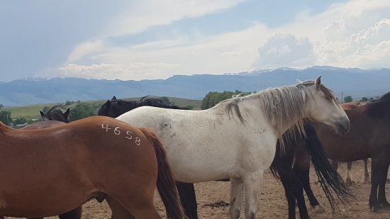Wild Horse Sanctuary