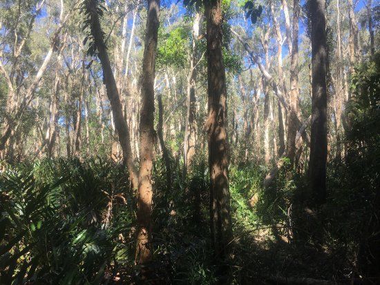 Maroochy Wetlands Sanctuary Reserve