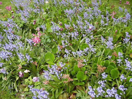 Silva Tarouca Dendrologiske Have