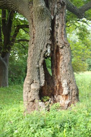 Rezerwat Przyrody Smoleń