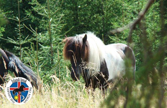 Icelandic Horses Riding Ranch