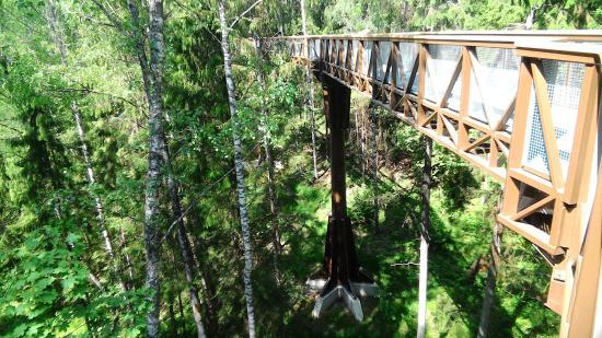 Treetop walking path