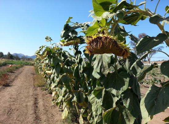 Harbour Farm and Vineyard