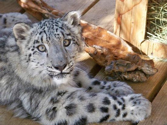 Project Survival Cat Haven