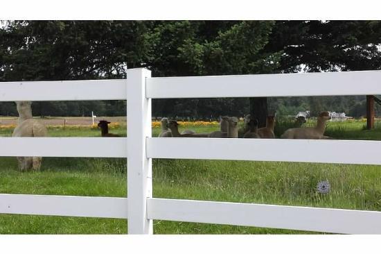 Krystal Acres Alpaca Farm and Country Store