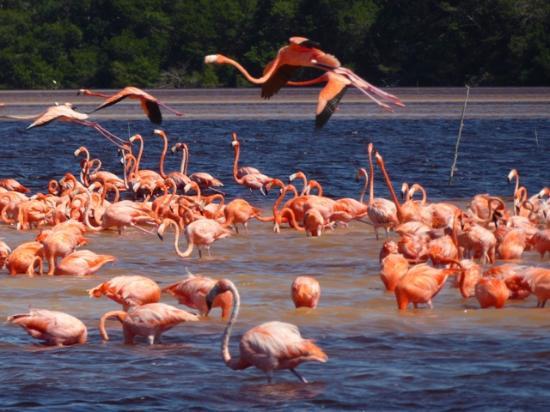 Ria Celestun Biosphere Reserve